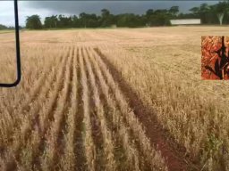 Harvest Jan 2024