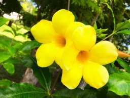 Garden &raquo; Paraguayan Nature