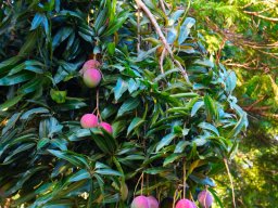 PY Trees Jan 2022