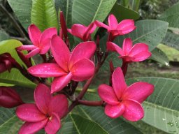Garden &raquo; PY Trees