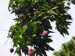 PY Trees Jan 2022